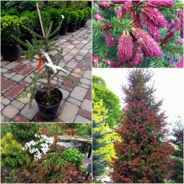 Ялина звичайна (Picea abies) "Rydal" / H 40-50 см / контейнер С5 L