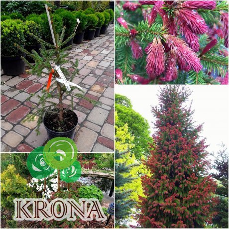 Саджанці купити Ялина звичайна (Picea abies) "Rydal" / H 40-50 см / контейнер С5 L