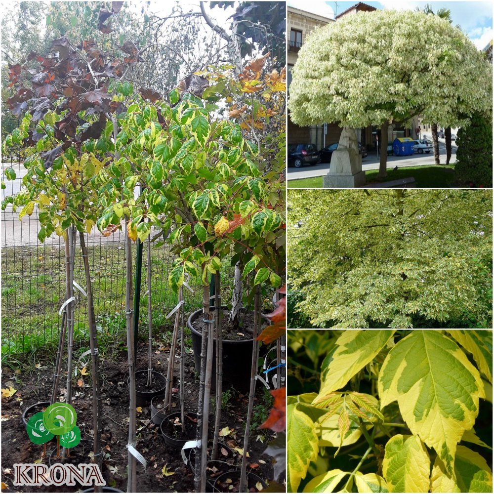 Саджанці купити Клен ясенелистний (Acer negundo) "Elegans" /Stam 120-140 см/ ком