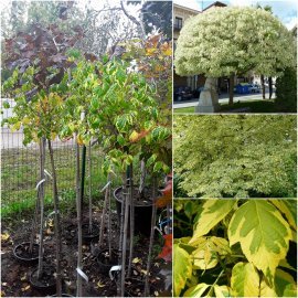 Клен ясенелистний (Acer negundo) "Elegans" /Stam 120-140 см/ ком