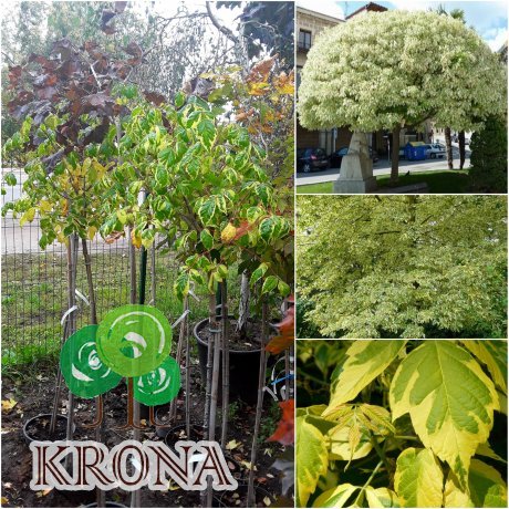 Саджанці купити Клен ясенелистний (Acer negundo) "Elegans" /Stam 120-140 см/ ком