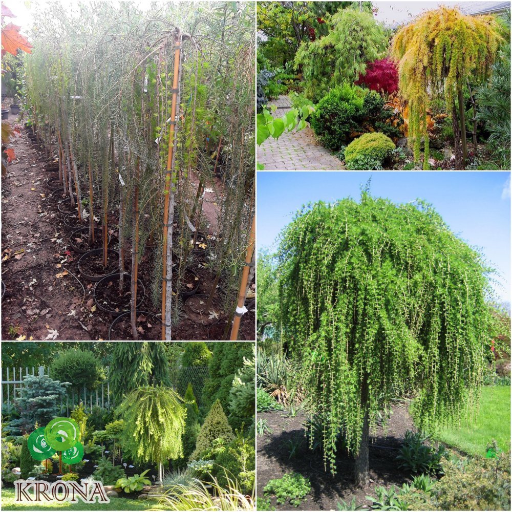 Саджанці купити Модрина європейська (Larix decidua) "Repens" /Stam 140-160 см/ контейнер С7.5 L