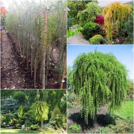 Модрина європейська (Larix decidua) "Repens" /Stam 140-160 см/ контейнер С7.5 L
