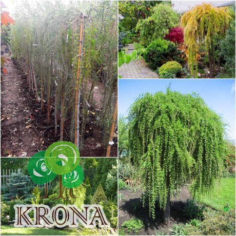 Саджанці купити Модрина європейська (Larix decidua) "Repens" /Stam 140-160 см/ контейнер С7.5 L