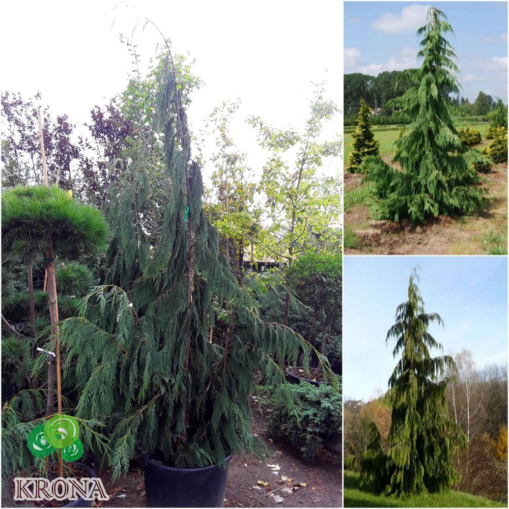 Саджанці купити Кіпарисовик нутканський (Chamaecyparis nootkatensis) "Pendula" /H 220-240 см/ контейнер С25 L
