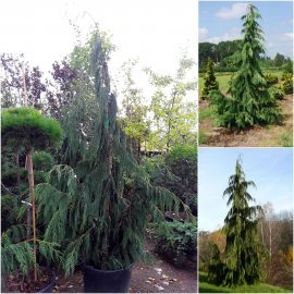 Кіпарисовик нутканський (Chamaecyparis nootkatensis) "Pendula" /H 220-240 см/ контейнер С25 L