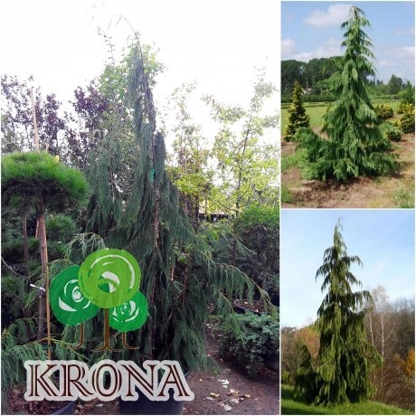 Саджанці купити Кіпарисовик нутканський (Chamaecyparis nootkatensis) "Pendula" /H 220-240 см/ контейнер С25 L