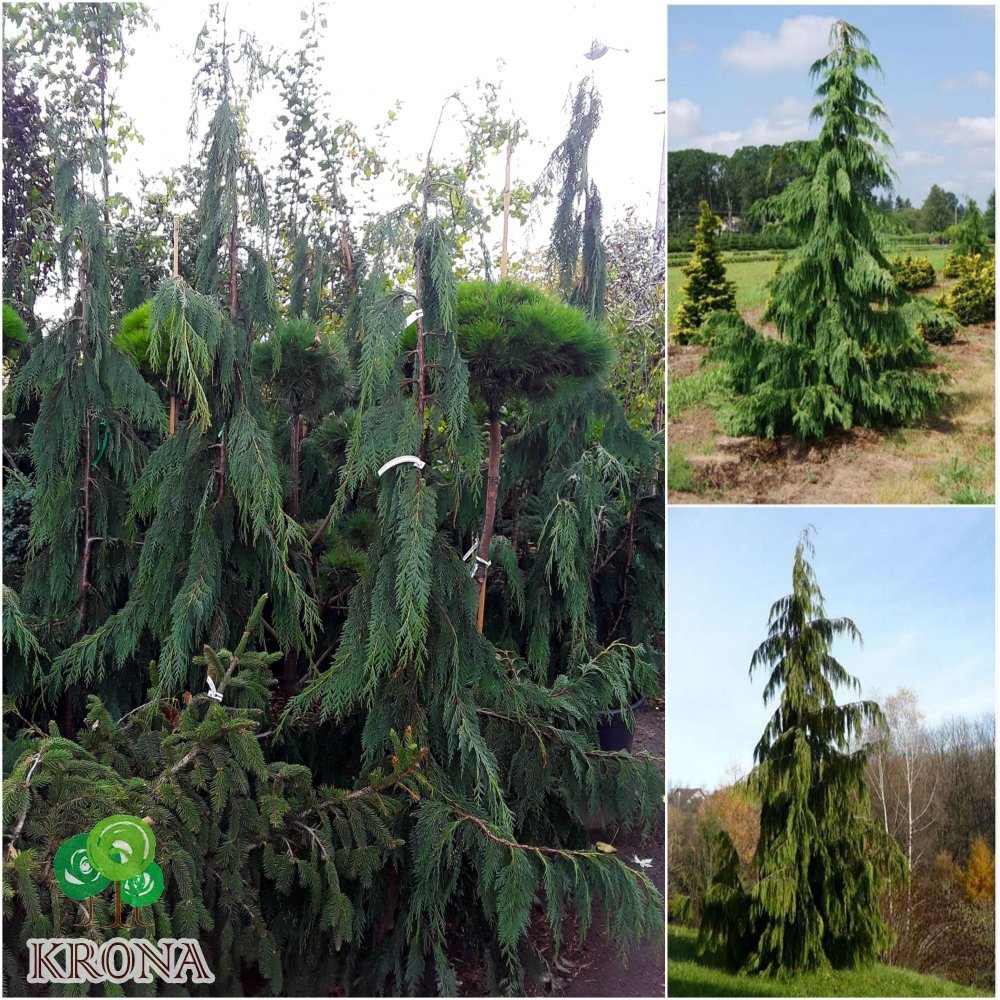 Саджанці купити Кіпарисовик нутканський (Chamaecyparis nootkatensis) "Pendula" / H 190-200 см / контейнер