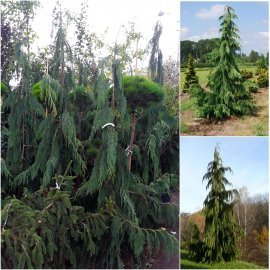 Кіпарисовик нутканський (Chamaecyparis nootkatensis) "Pendula" / H 190-200 см / контейнер