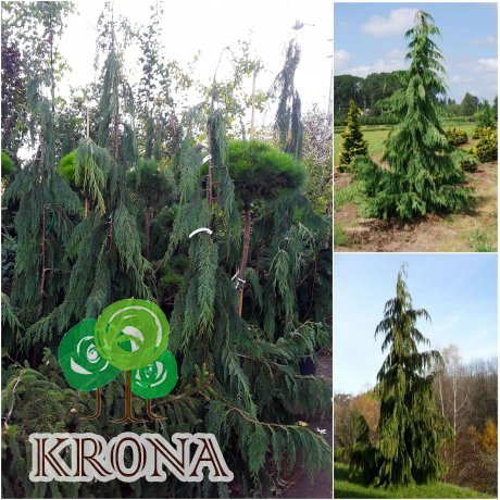 Саджанці купити Кіпарисовик нутканський (Chamaecyparis nootkatensis) "Pendula" / H 190-200 см / контейнер