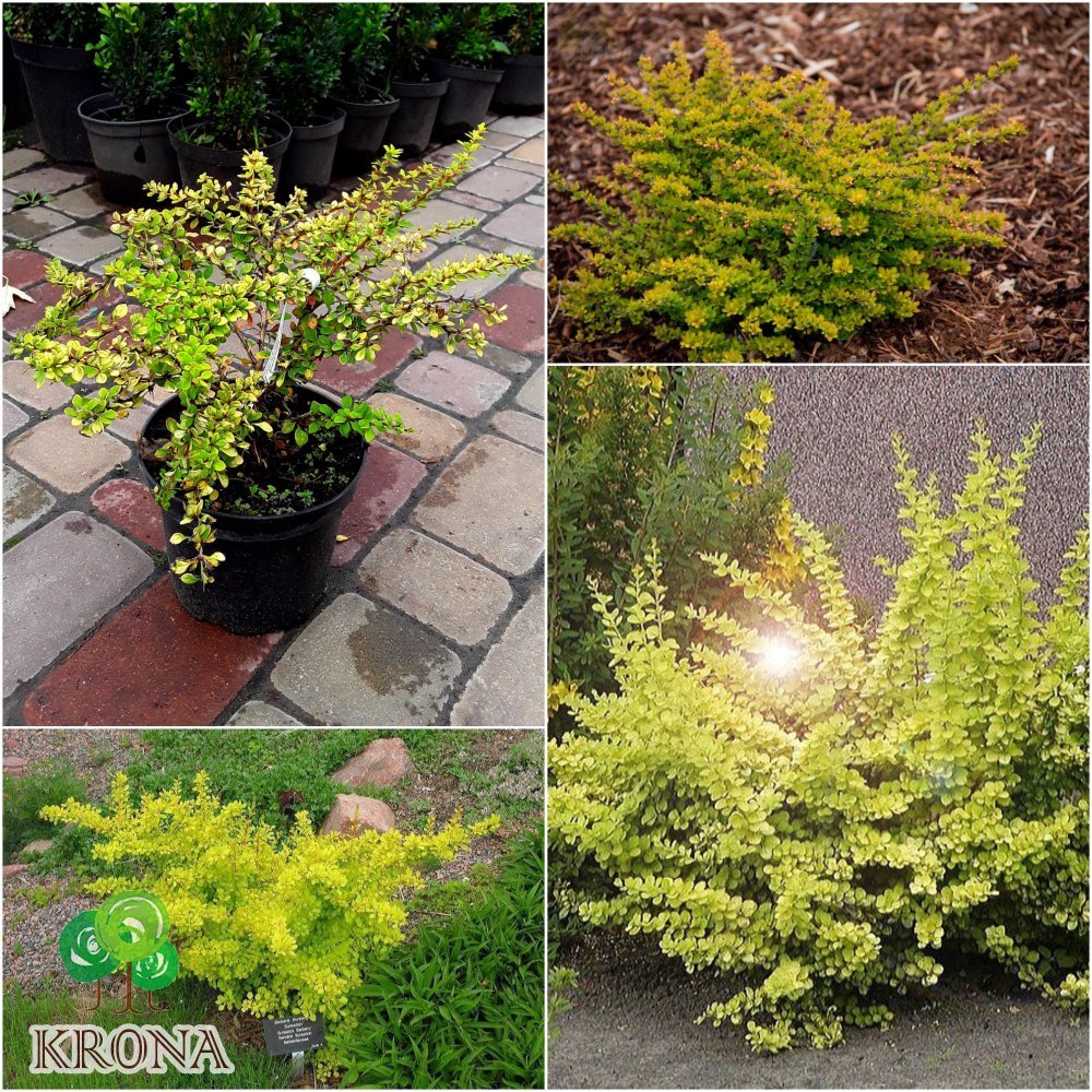 Саджанці купити Барбарис Тунберга (Berberis thunbergii) "Sunsation" / контейнер С2 L