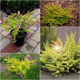 Барбарис Тунберга (Berberis thunbergii) "Sunsation" / контейнер С2 L