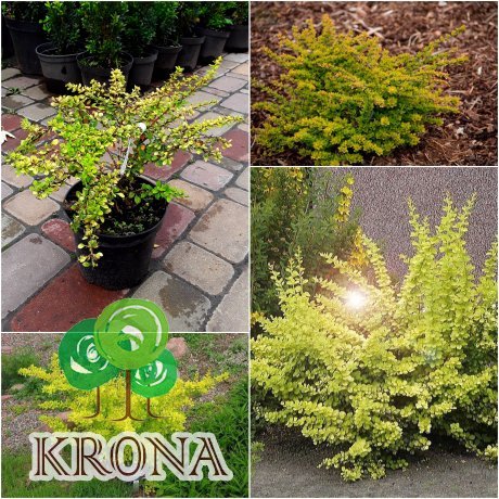 Саджанці купити Барбарис Тунберга (Berberis thunbergii) "Sunsation" / контейнер С2 L