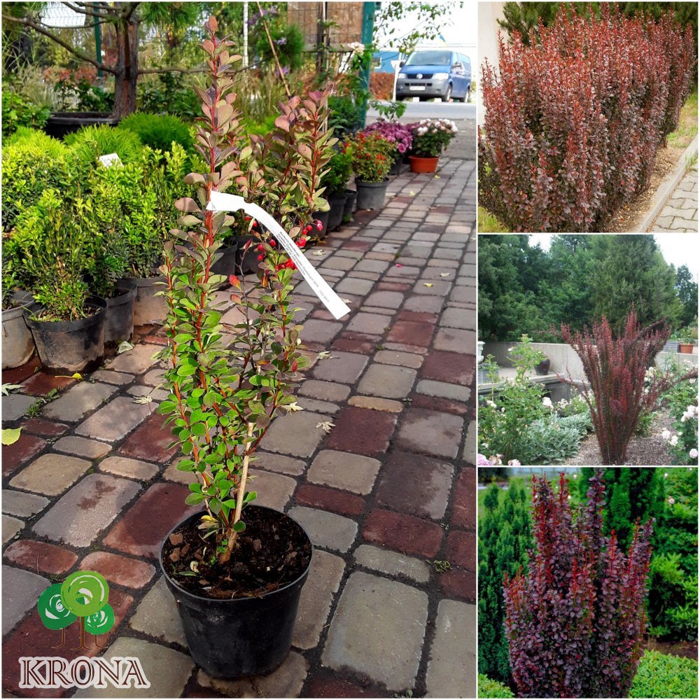 Саджанці купити Барбарис Тунберга (Berberis thunbergii) "Red Pillar" / контейнер С3 L