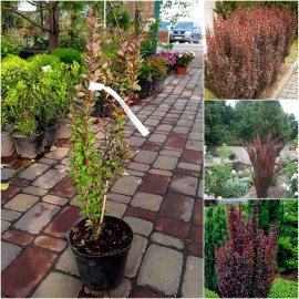 Барбарис Тунберга (Berberis thunbergii) "Red Pillar" / контейнер С3 L