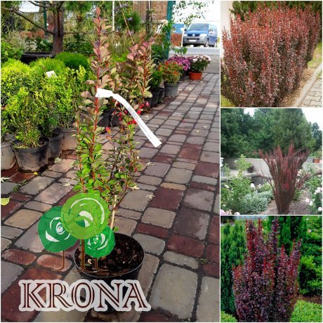 Саджанці купити Барбарис Тунберга (Berberis thunbergii) "Red Pillar" / контейнер С3 L