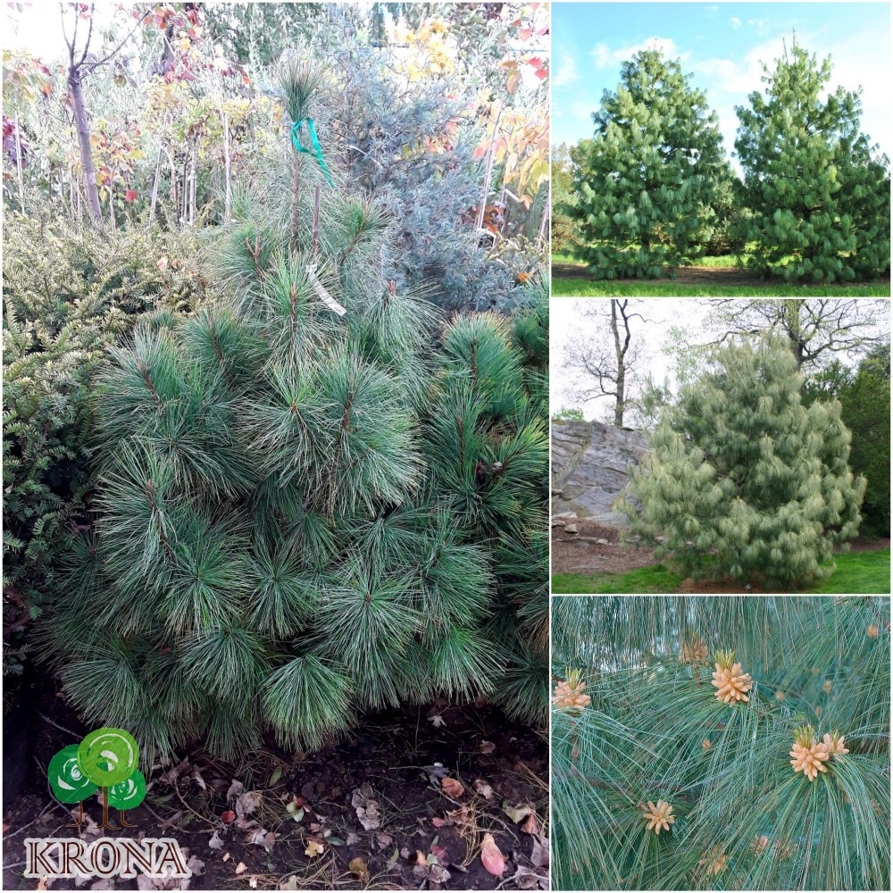 Саджанці купити Сосна гімалайська / Гріффіта (Pinus wallichiana / Griffithii) /Н 140-170 см/ ком