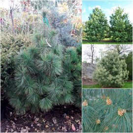 Сосна гімалайська / Гріффіта (Pinus wallichiana / Griffithii) /Н 140-170 см/ ком