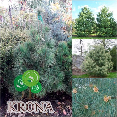 Саджанці купити Сосна гімалайська / Гріффіта (Pinus wallichiana / Griffithii) /Н 140-170 см/ ком
