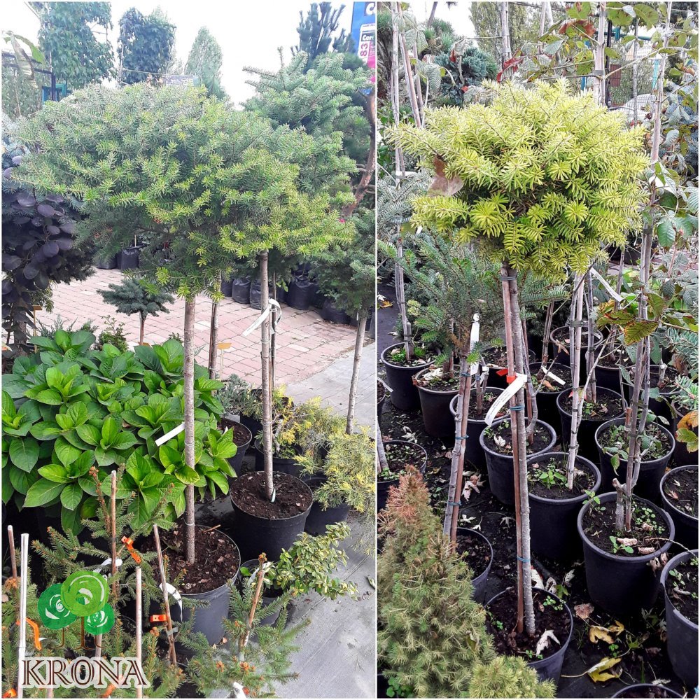 Саджанці купити Ялиця корейська (Abies koreana) "Green Carpet" /Stam 100-120 см/ контейнер С5 L
