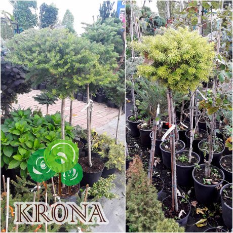 Саджанці купити Ялиця корейська (Abies koreana) "Green Carpet" /Stam 100-120 см/ контейнер С5 L