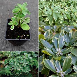 Пахізандра верхівкова (Pachysandra terminalis) "Silver Edge" / контейнер P11