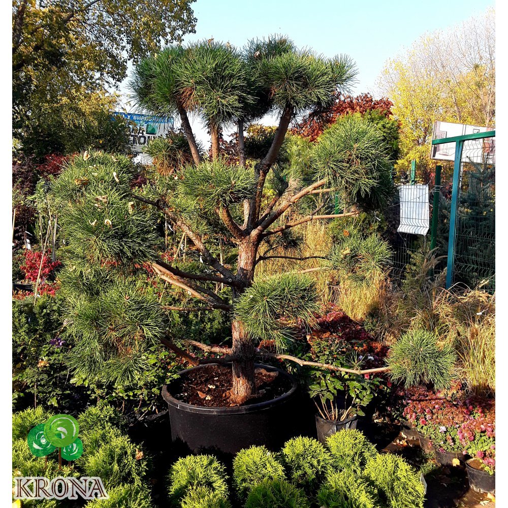 Саджанці купити Сосна звичайна "Нивакі" (Pinus sylvestris "Niwaki") / H 200-220 см / контейнер С200 L