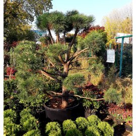 Сосна звичайна "Нивакі" (Pinus sylvestris "Niwaki") / H 200-220 см / контейнер С200 L Сосна звичайна "Нивакі" (Pinus sylvestris "Niwaki") / H 200-220 см / контейнер С200 L