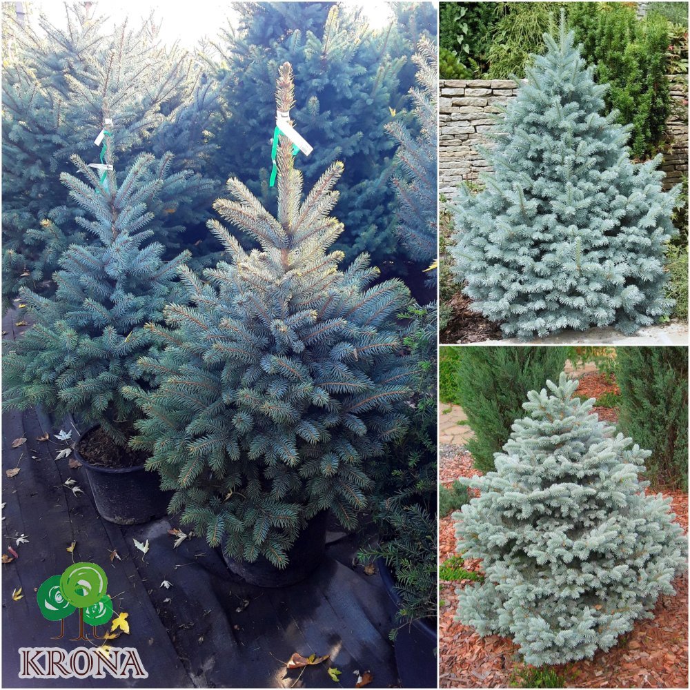 Саджанці купити Ялина колюча блакитна (Picea pungens f.glauca) "Majestic blue" / H 120-140 см / ком