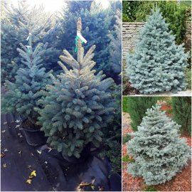 Ялина колюча блакитна (Picea pungens f.glauca) "Majestic blue" / H 120-140 см / ком