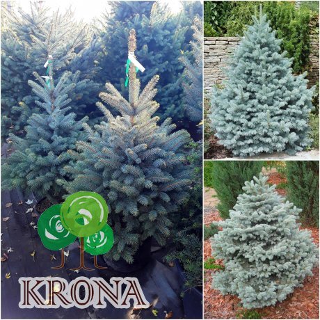 Саджанці купити Ялина колюча блакитна (Picea pungens f.glauca) "Majestic blue" / H 120-140 см / ком
