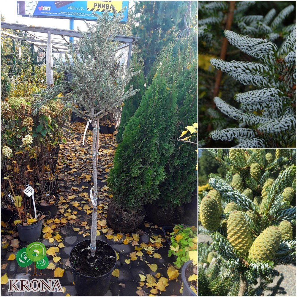 Саджанці купити Ялиця корейська (Abies koreanа) "Silberlocke" /Stam 60-90 см/ контейнер С5 L