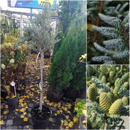 Ялиця корейська (Abies koreanа) "Silberlocke" /Stam 60-90 см/ контейнер С5 L