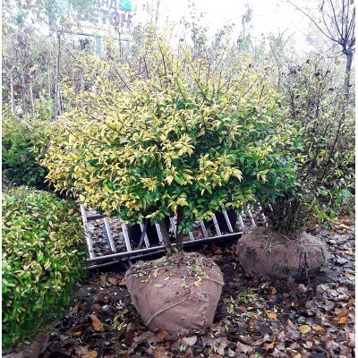 Саджанці купити Бірючина звичайна (Ligustrum vulgare) топіар /Н 150×100 см/ кому