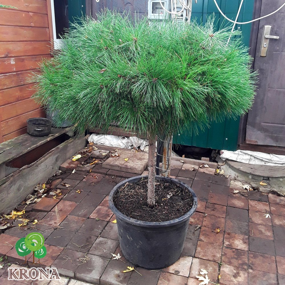 Саджанці купити Сосна чорна (Pinus mugo) "Breppo" / Stam 70 см / D 100 см / контейнер