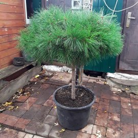 Сосна чорна (Pinus mugo) "Breppo" / Stam 70 см / D 100 см / контейнер