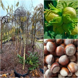 Фундук (Corylus maxima) "Шедевр" / Stam 130 см / АЛЕ 8-10 см / контейнер Фундук (Corylus maxima) "Шедевр" / Stam 130 см / АЛЕ 8-10 см / контейнер