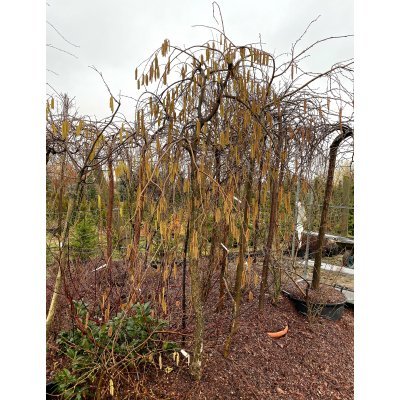 Саджанці купити Ліщина звичайна (Corylus avellana) "Pendula"/Stam 150 см / АЛЕ 8-10 см / контейнер