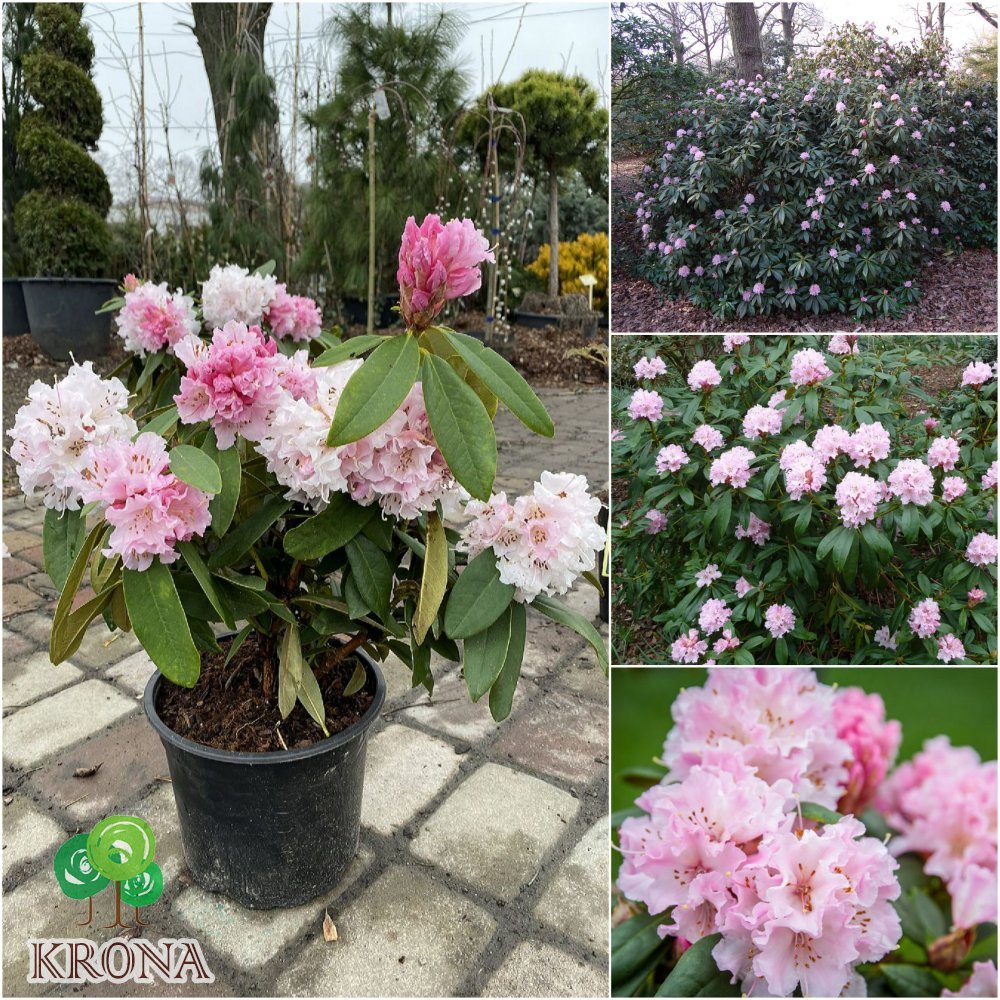 Саджанці купити Рододендрон (Rhododendron) "Christmas Cheer" / контейнер С4 L