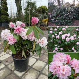 Рододендрон (Rhododendron) "Christmas Cheer" / контейнер С4 L