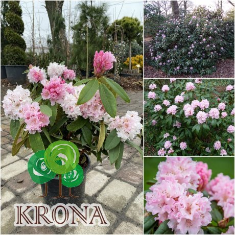 Саджанці купити Рододендрон (Rhododendron) "Christmas Cheer" / контейнер С4 L
