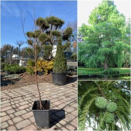 Таксодіум дворядний / Болотний кипарис (Taxodium distichum) / H 90-110 см / контейнер С5 L