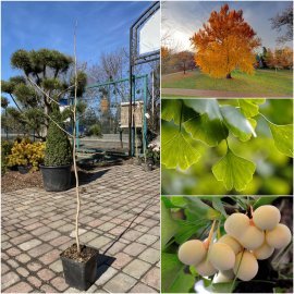 Гінкго дволопатевий (Ginkgo biloba) /Н 100-120 см/ контейнер С4 L Гінкго дволопатевий (Ginkgo biloba) /Н 100-120 см/ контейнер С4 L