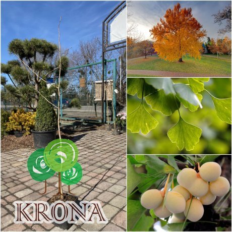Саджанці купити Гінкго дволопатевий (Ginkgo biloba) /Н 100-120 см/ контейнер С4 L