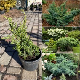 Ялівець лускатий (Juniperus squamata) "Hunnetorp"/контейнер С7.5 L Ялівець лускатий (Juniperus squamata) "Hunnetorp"/контейнер С7.5 L
