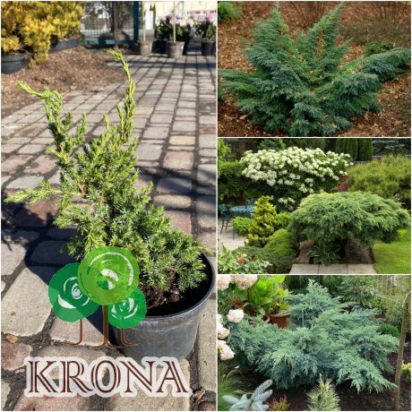 Саджанці купити Ялівець лускатий (Juniperus squamata) "Hunnetorp"/контейнер С7.5 L