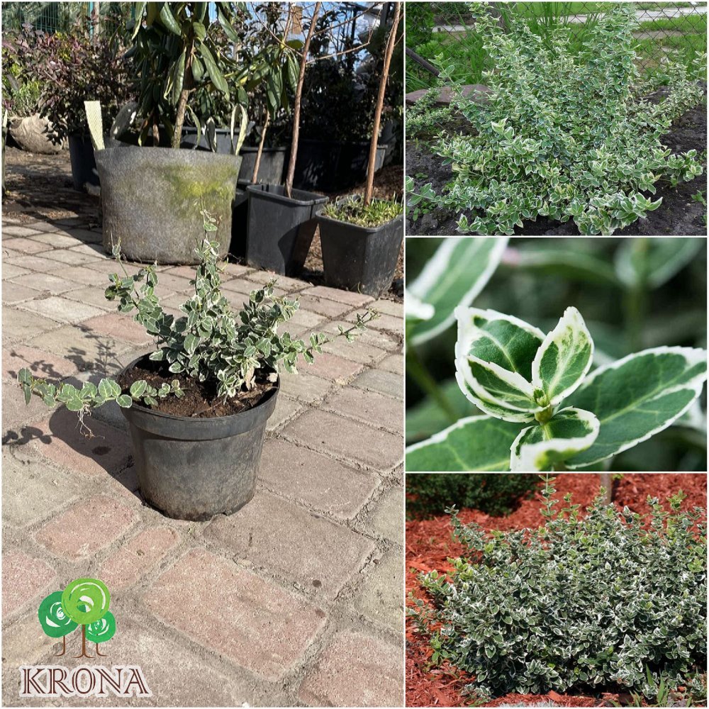 Саджанці купити Бересклет Форчуна (Euonymus fortunei) "Emerald Gaiety" / контейнер С3