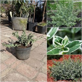 Бересклет Форчуна (Euonymus fortunei) "Emerald Gaiety" / контейнер С3