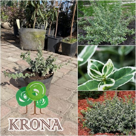 Саджанці купити Бересклет Форчуна (Euonymus fortunei) "Emerald Gaiety" / контейнер С3