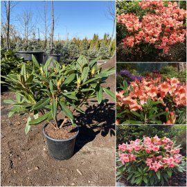 Рододендрон гібридний (Rhododendron hybrida) "Tortoiseshell Orange" / контейнер С5 L
